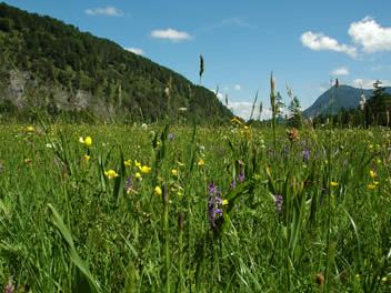 Pfeifengraswiese