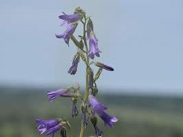 Campanula sibirica