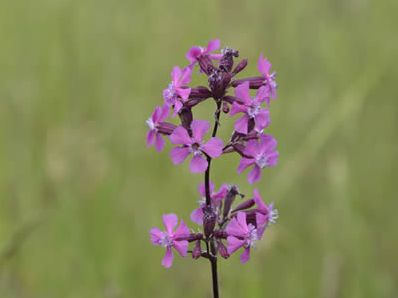 Lychnis viscaria