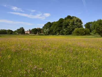 Sumpfdotterblumenwiese