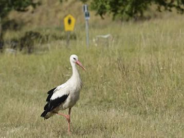 Weissstorch