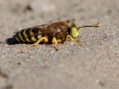 Kreiselwespe
