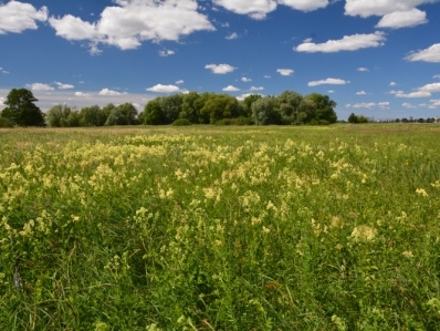 Brenndolden-Auenwiese