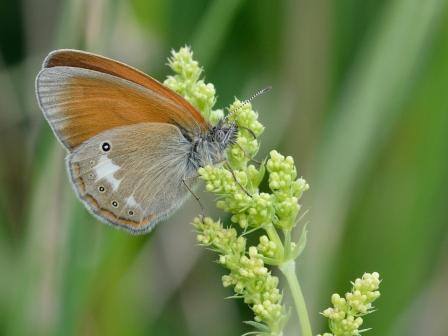 Rotbraunes Wiesenvoegelchen