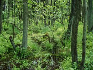 Erlenbruchwald
