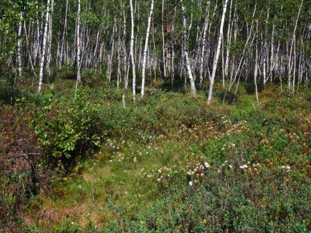 Ledum palustre