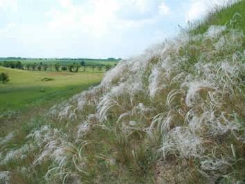 Stipa borysthenica ssp germanica
