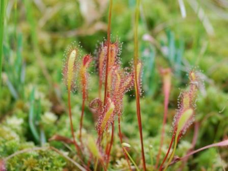 Drosera anglica