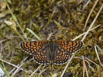 Melitaea cinxia