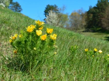 Adonis vernalis