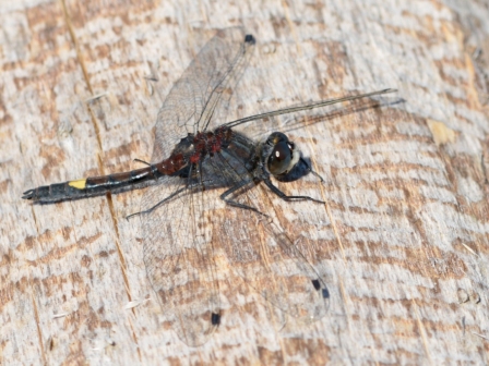 Leucorrhinia pectoralis