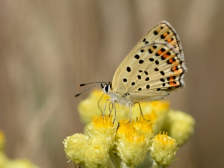 Lycaena tityrus