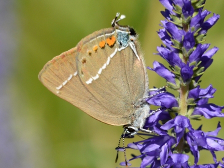 Satyrium spini