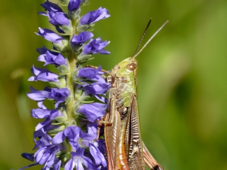 Stenobothrus lineatus