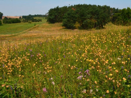Wiesensteppe