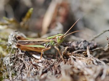 Stenobothrus stigmaticus