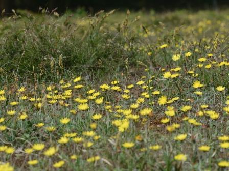 Hieracium pilosella