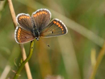 Aricia agestis