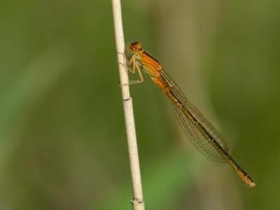 Ischnura pumilio