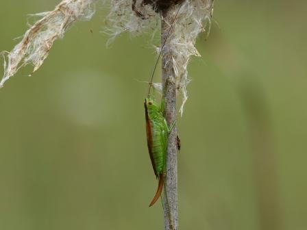 Conocephalus fuscus