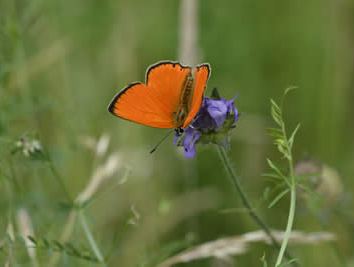 Lycaena virgaureae