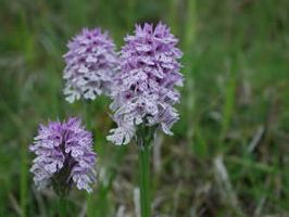 Orchis tridentata