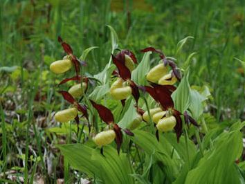 Cypripedium calceolus