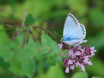 Polyommatus coridon