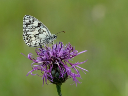 Melanargia galathea