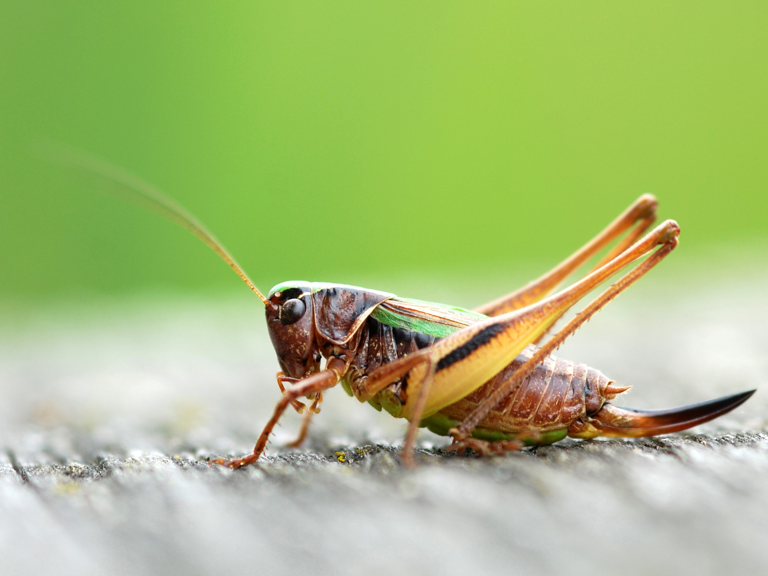 Metrioptera brachyptera