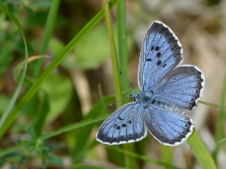 Phengaris arion