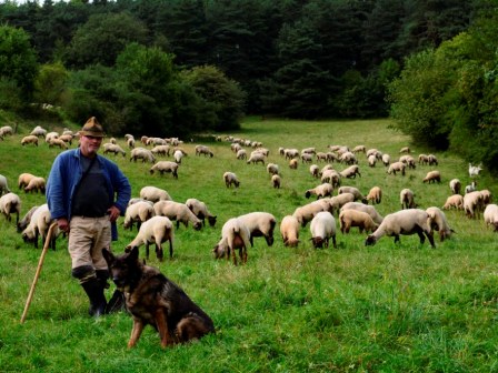Sommerberg Kalkmagerrasen