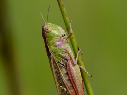 Stenobothrus lineatus