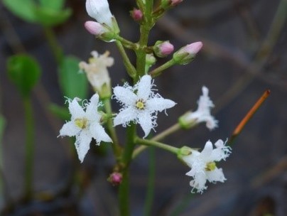 Menyanthes trifoliata