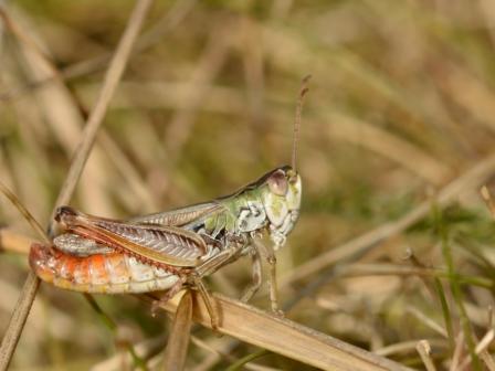 Stenobothrus nigromaculatus