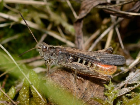 Chorthippus brunneus