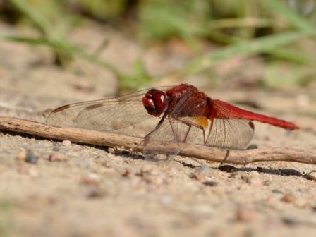 Crocothemis erythraea