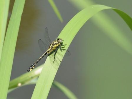 Gomphus vulgatissimus