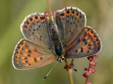 Lycaena tityrus