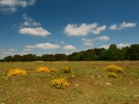 Sandtrockenrasen