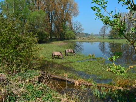 Weidelandschaft