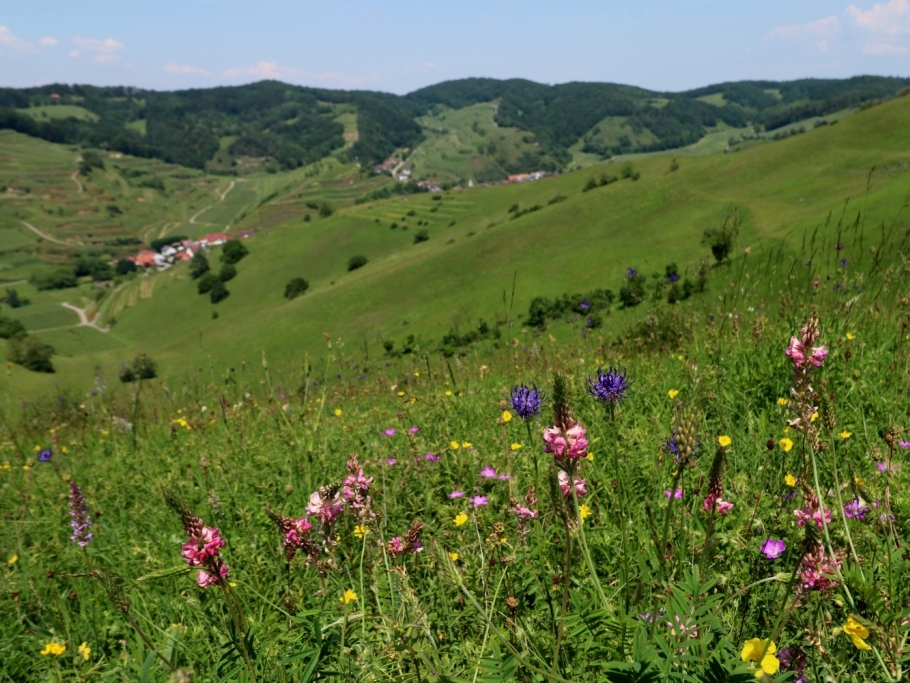 Kaiserstuhl