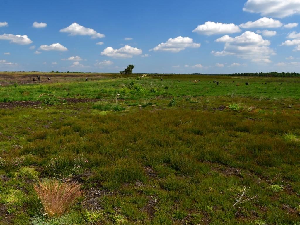 Lüneburger Heide
