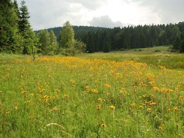 S&uuml;dschwarzwald